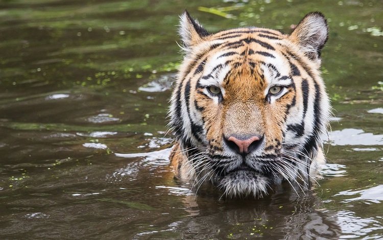 тигр, морда, водоем, хищник, купание, дикая кошка, tiger, face, pond, predator, bathing, wild cat