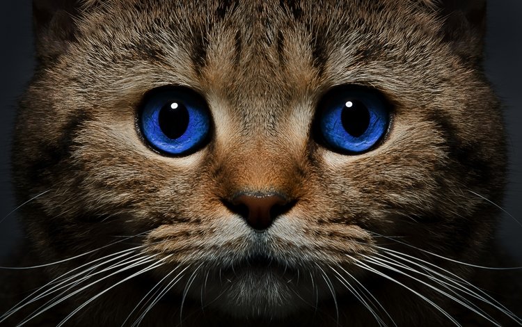 морда, кот, усы, кошка, взгляд, голубые глаза, face, cat, mustache, look, blue eyes