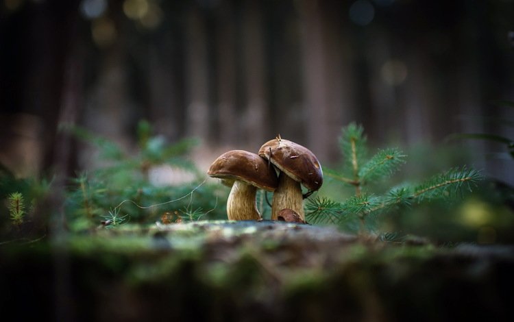 природа, фон, грибы, гриб, nature, background, mushrooms, mushroom