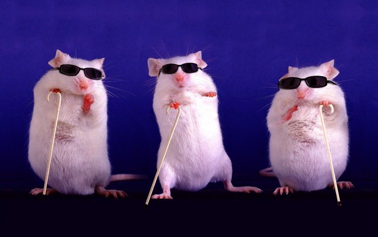 животные, крысы, фиолетовый, слепые, белые, темные очки, три, трость, трое, забавно, трио, грызуны, rodents, animals, rats, purple, blind, white, sunglasses, three, cane, funny, trio