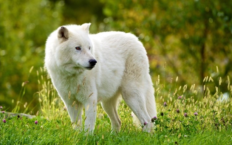 трава, лес, хищник, волк, мелвильский островной волк, арктический волк, grass, forest, predator, wolf, arctic island wolf, arctic wolf