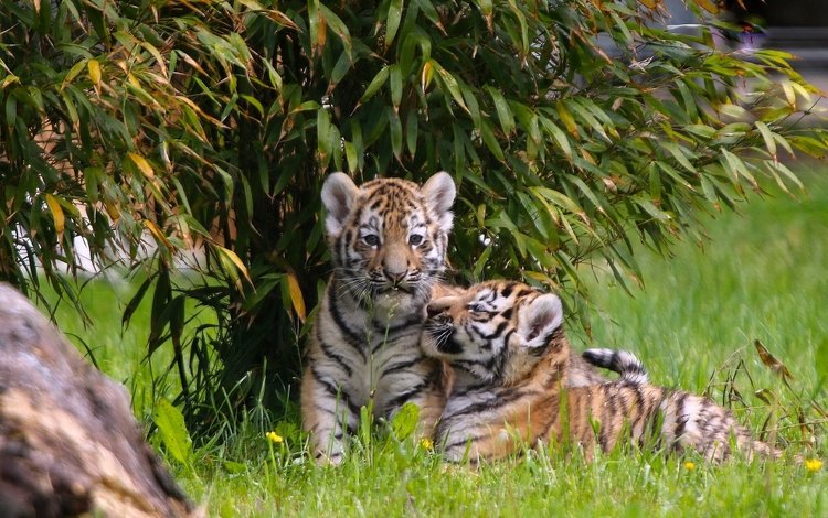 тигр, парочка, малыши, котята, тигрята, детеныши, двойняшки, tiger, a couple, kids, kittens, the cubs, cubs, twins