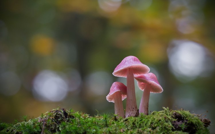 природа, осень, гриб, nature, autumn, mushroom