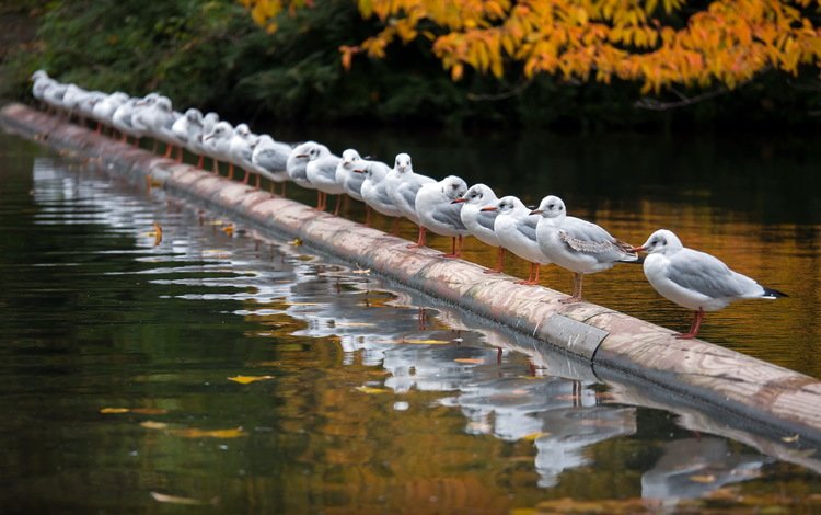 река, осень, птицы, чайки, river, autumn, birds, seagulls