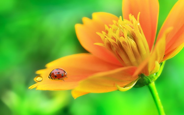 макро, насекомое, цветок, капля, лепестки, божья коровка, macro, insect, flower, drop, petals, ladybug