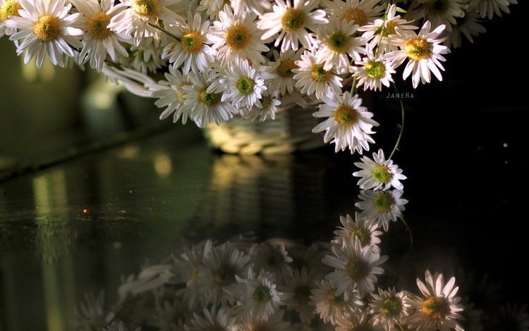 цветы, отражение, ромашки, отрожение, flowers, reflection, chamomile, otrozhenie