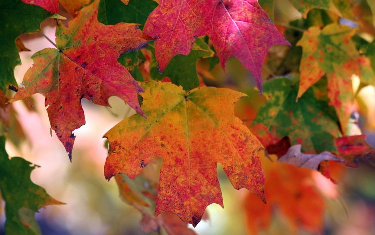природа, листья, осень, цвет, nature, leaves, autumn, color