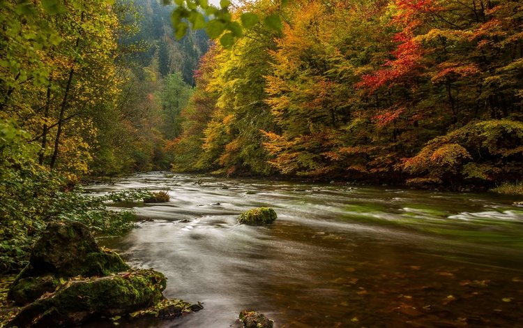 деревья, река, лес, осень, германия, гарц, trees, river, forest, autumn, germany, harz