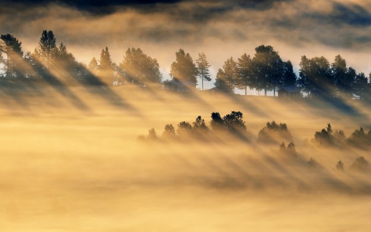 деревья, лес, утро, туман, поле, trees, forest, morning, fog, field