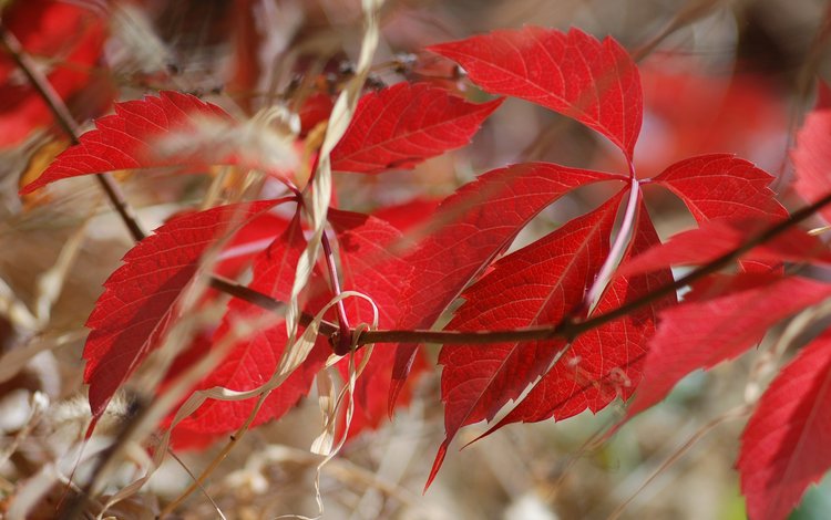 ветка, природа, листья, осень, багрянец, branch, nature, leaves, autumn, the crimson