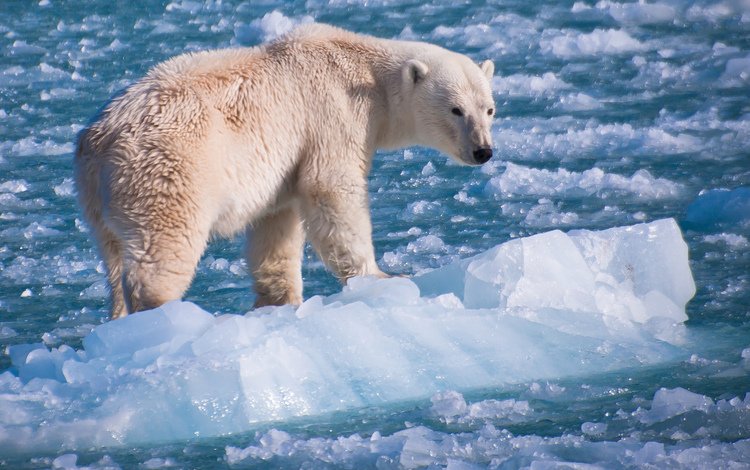 природа, фон, полярный медведь, медведь, лёд, белый, белый медведь, nature, background, polar bear, bear, ice, white