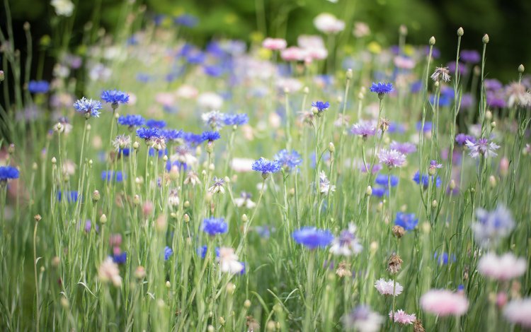 цветы, трава, голубые, синие, васильки, flowers, grass, blue, cornflowers