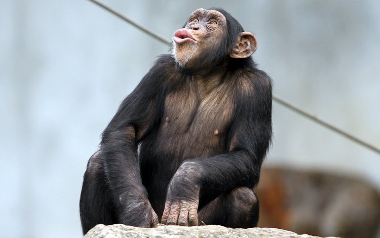 природа, обезьяна, примат, карликовый шимпанзе, шимпанзе, nature, monkey, the primacy of, pygmy chimpanzee, chimpanzees