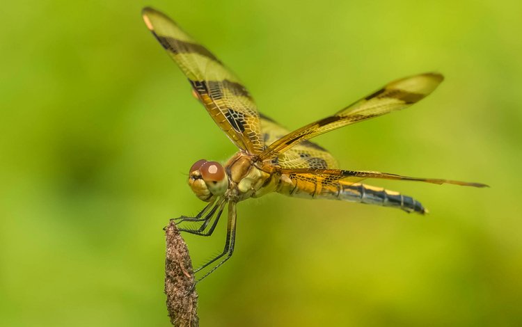 природа, насекомое, крылья, стрекоза, nature, insect, wings, dragonfly