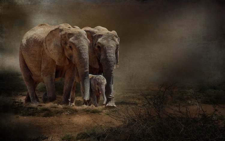 природа, фон, слоны, nature, background, elephants