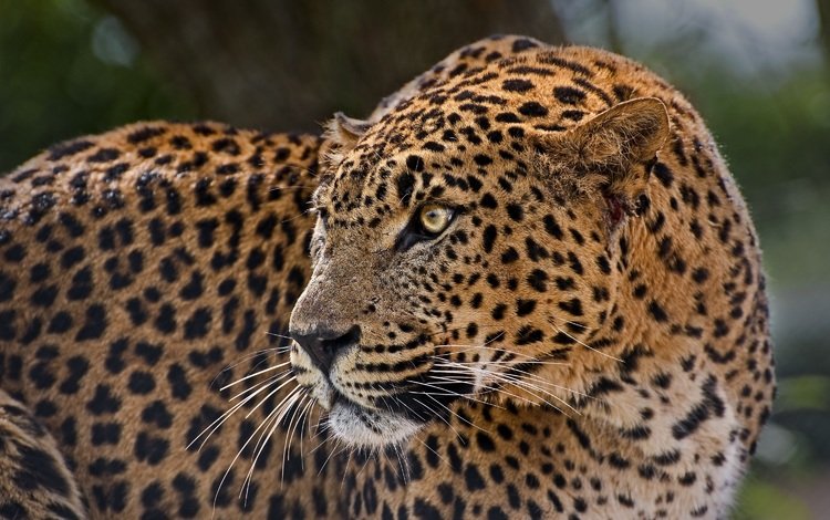 леопард, пятна, хищник, профиль, дикая кошка, настороженность, leopard, spot, predator, profile, wild cat, alertness