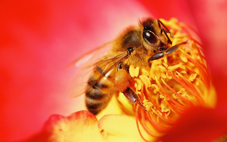 природа, насекомое, цветок, пчела, nature, insect, flower, bee