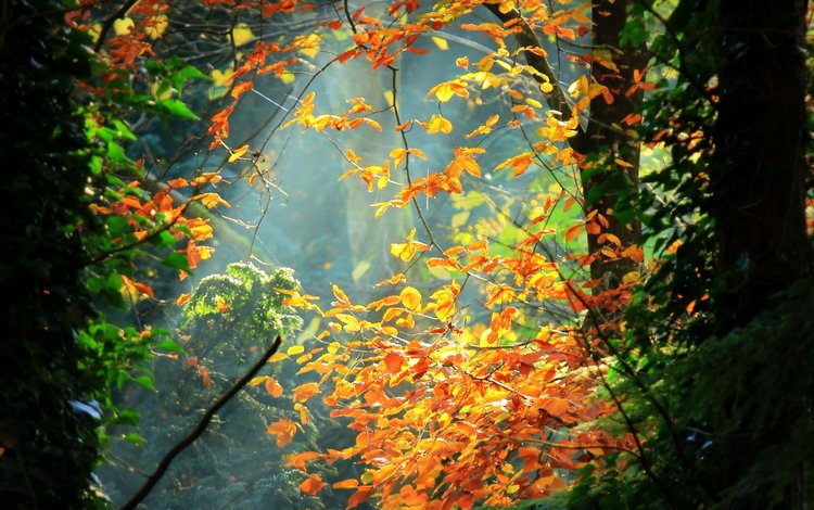 природа, лес, листья, осень, nature, forest, leaves, autumn