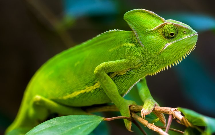 зелёный, ящерица, хамелеон, рептилия, тропический лес, пресмыкающиеся, хамелеоны, грин, green, lizard, chameleon, reptile, rainforest, reptiles, chameleons