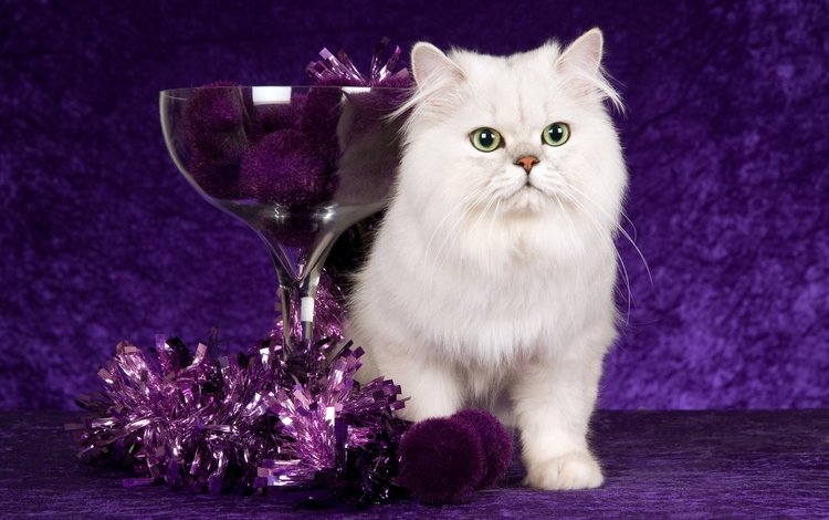 новый год, мишура, кот, кошка, фиолетовый, шарики, стекло, рождество, белая, чаша, bowl, new year, tinsel, cat, purple, balls, glass, christmas, white