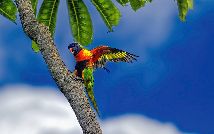 небо, многоцветный лорикет, облака, листья, пальма, тропики, голубое, попугай, радужный лорикет, the sky, multicolor lorikeet, clouds, leaves, palma, tropics, blue, parrot, rainbow lorikeet
