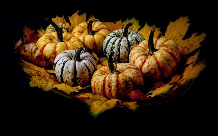 листья, фон, тыквы, leaves, background, pumpkin