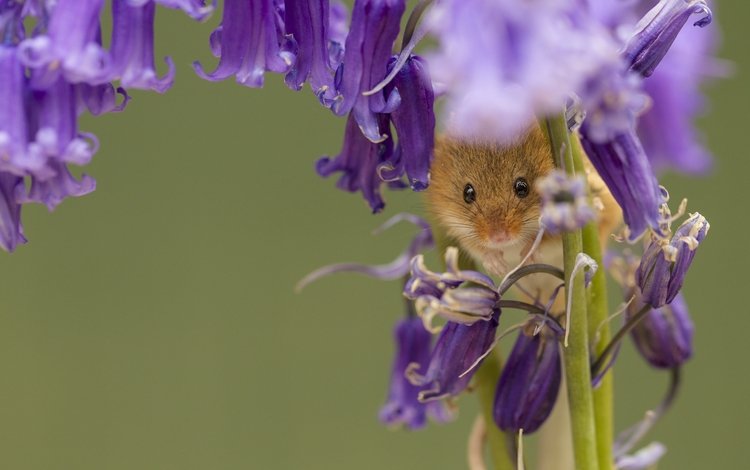 цветы, макро, колокольчики, мышка, harvest mouse, мышь-малютка, flowers, macro, bells, mouse, the mouse is tiny