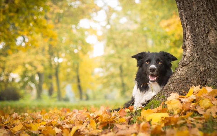 дерево, листья, осень, собака, бордер-колли, tree, leaves, autumn, dog, the border collie
