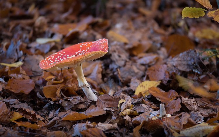 природа, осень, гриб, nature, autumn, mushroom