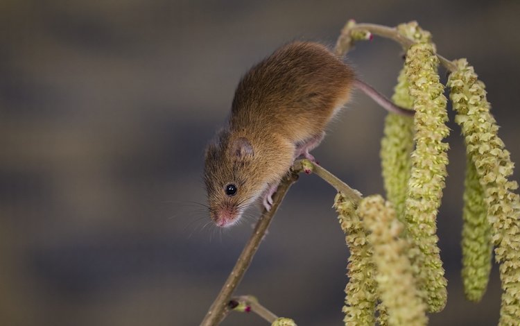 ветка, мышка, сережки, harvest mouse, мышь-малютка, branch, mouse, earrings, the mouse is tiny