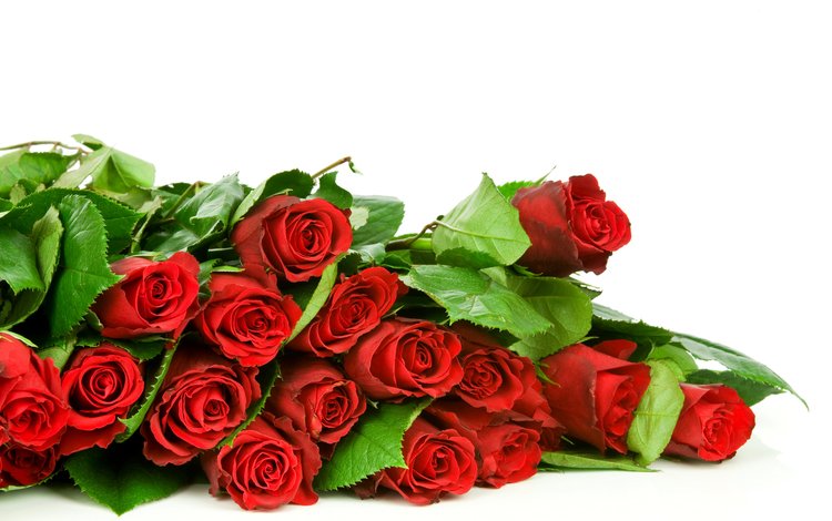цветы, розы, красные, букет, flowers, roses, red, bouquet