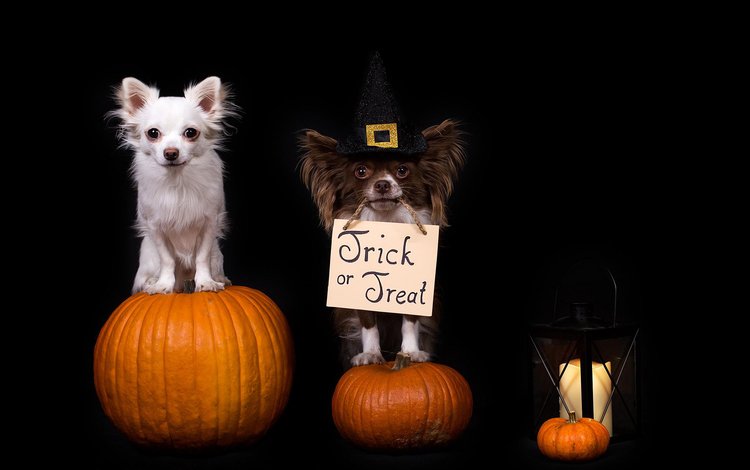 взгляд, фонарь, черный фон, хэллоуин, собаки, хеллоуин, мордочки, тыквы, чихуахуа, chihuahua, look, lantern, black background, halloween, dogs, faces, pumpkin