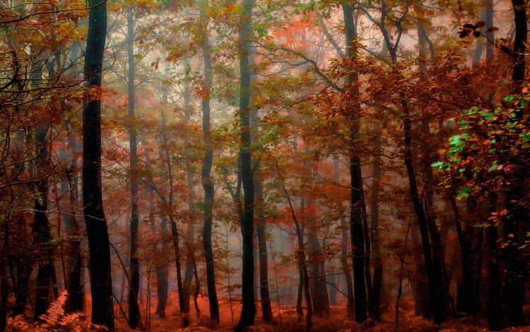 природа, лес, осень, nature, forest, autumn