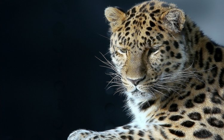 портрет, леопард, хищник, большая кошка, красавец, portrait, leopard, predator, big cat, handsome