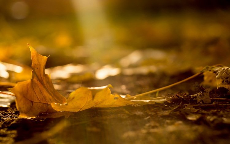 природа, макро, осень, лист, nature, macro, autumn, sheet