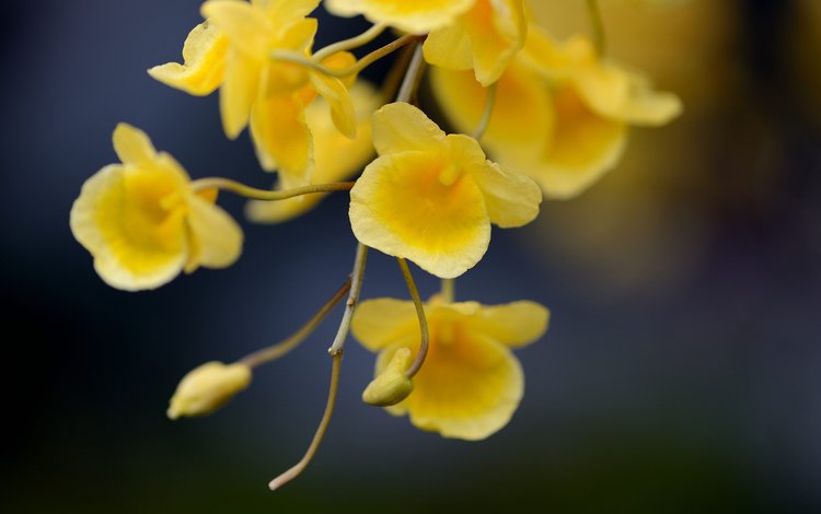 цветы, ветка, фокус камеры, желтые, flowers, branch, the focus of the camera, yellow