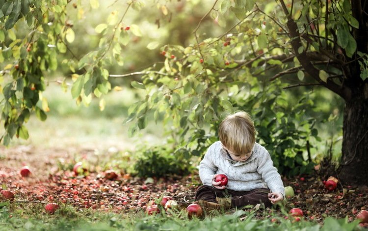 природа, яблоки, мальчик, nature, apples, boy