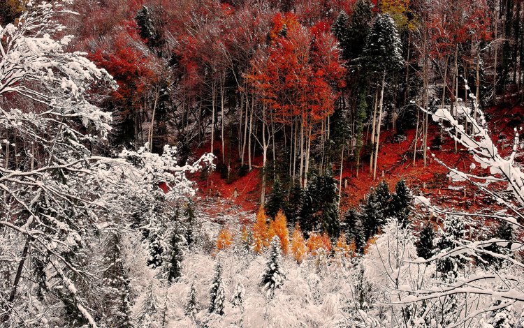 деревья, снег, лес, склон, иней, осень, trees, snow, forest, slope, frost, autumn