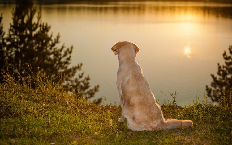 вода, закат, настроение, собака, золотистый ретривер, water, sunset, mood, dog, golden retriever
