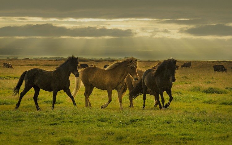 трава, облака, солнце, поле, лошади, бег, коровы, grass, clouds, the sun, field, horse, running, cows