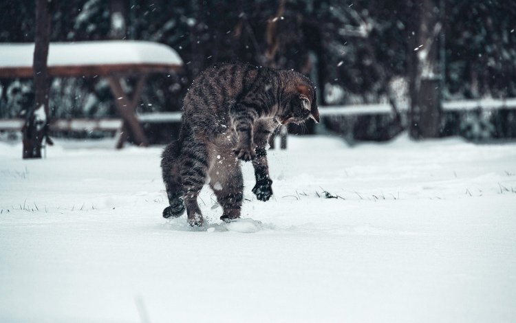 снег, зима, кот, snow, winter, cat