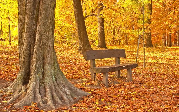 деревья,     дерево, листья, парк, осень, скамейка, клен, опадают, осен,  листья, trees, tree, leaves, park, autumn, bench, maple, fall