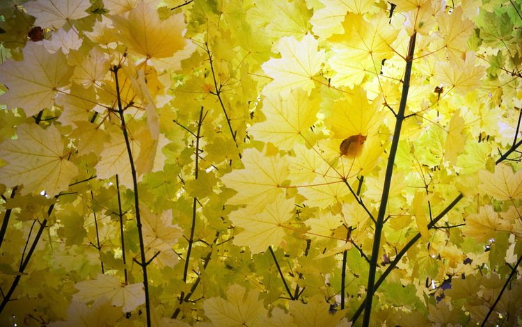 природа, листья, ветки, осень, кленовый лист, nature, leaves, branches, autumn, maple leaf