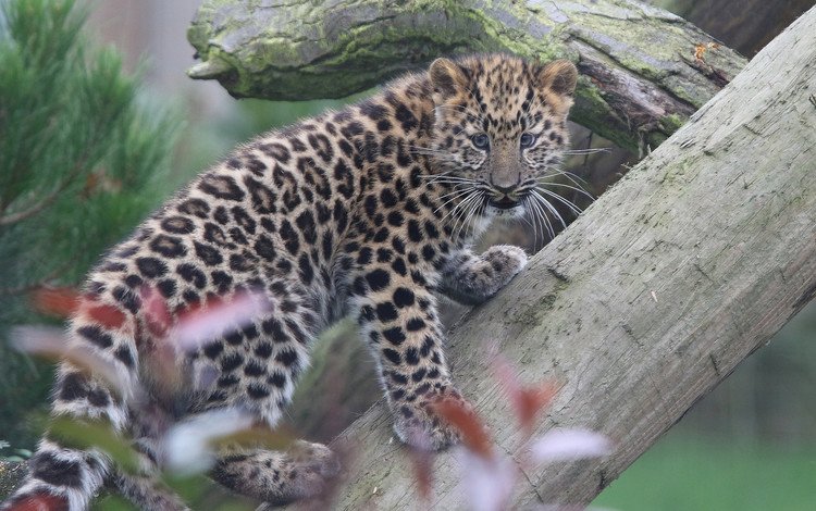 котенок, леопард, бревно, детеныш, дальневосточный леопард, амурский леопард, kitty, leopard, log, cub, the far eastern leopard, the amur leopard