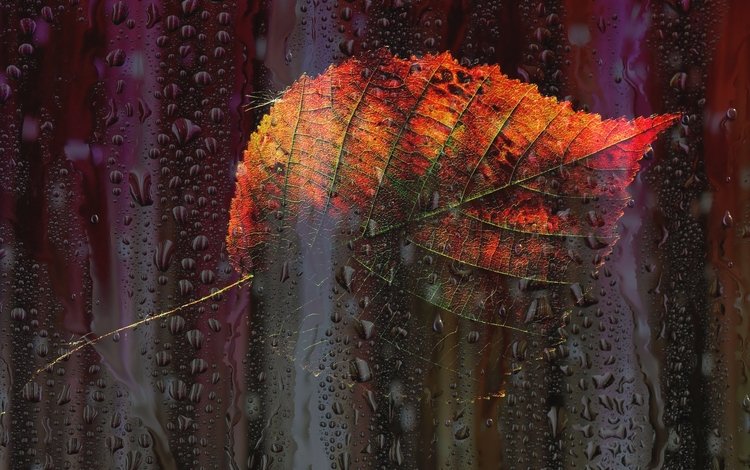 капли, листок, осень, окно, drops, leaf, autumn, window