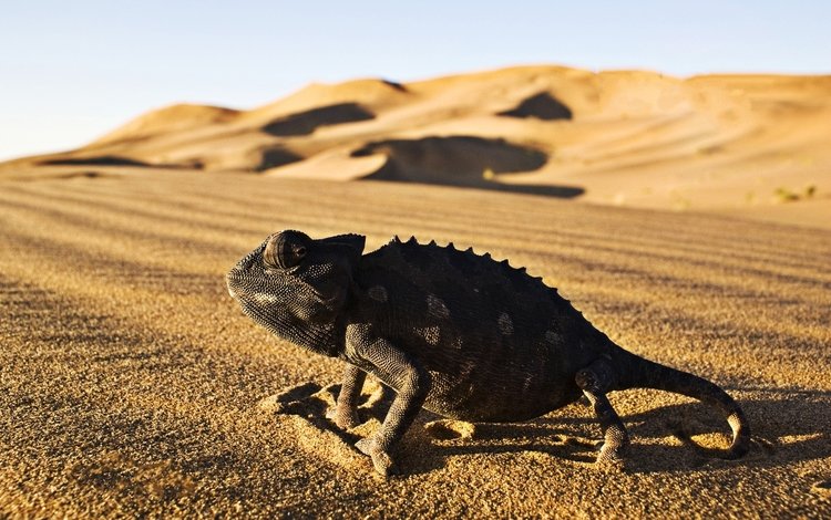 песок, пустыня, ящерица, хамелеон, рептилия, игуана, пресмыкающееся, десерд, sand, desert, lizard, chameleon, reptile, iguana