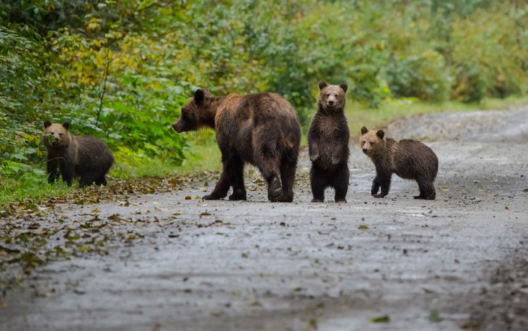 хищники, медведи, семейство, predators, bears, family