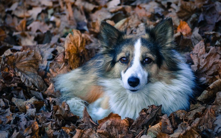 листва, взгляд, собака, лежит, пес, преданность, лохматая, foliage, look, dog, lies, devotion, shaggy