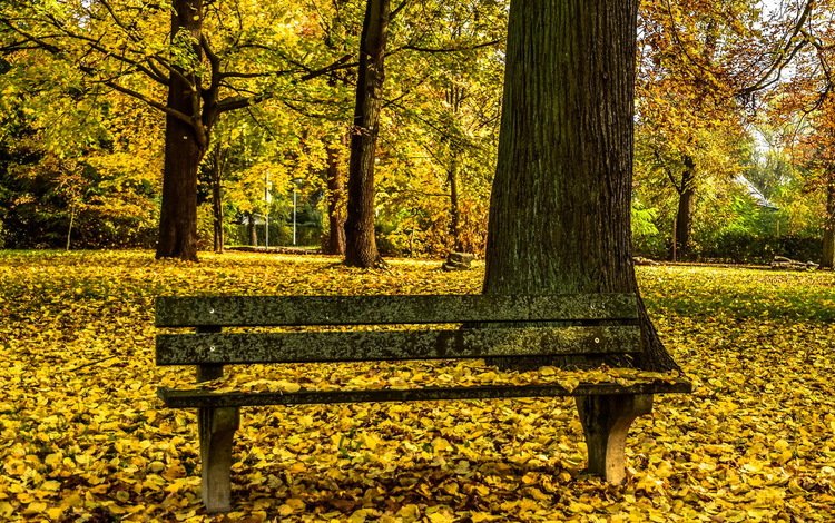 парк, осень, скамья, park, autumn, bench