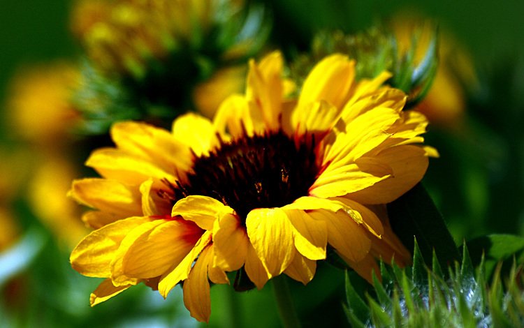 желтый, цветок, подсолнух, размытость, yellow, flower, sunflower, blur